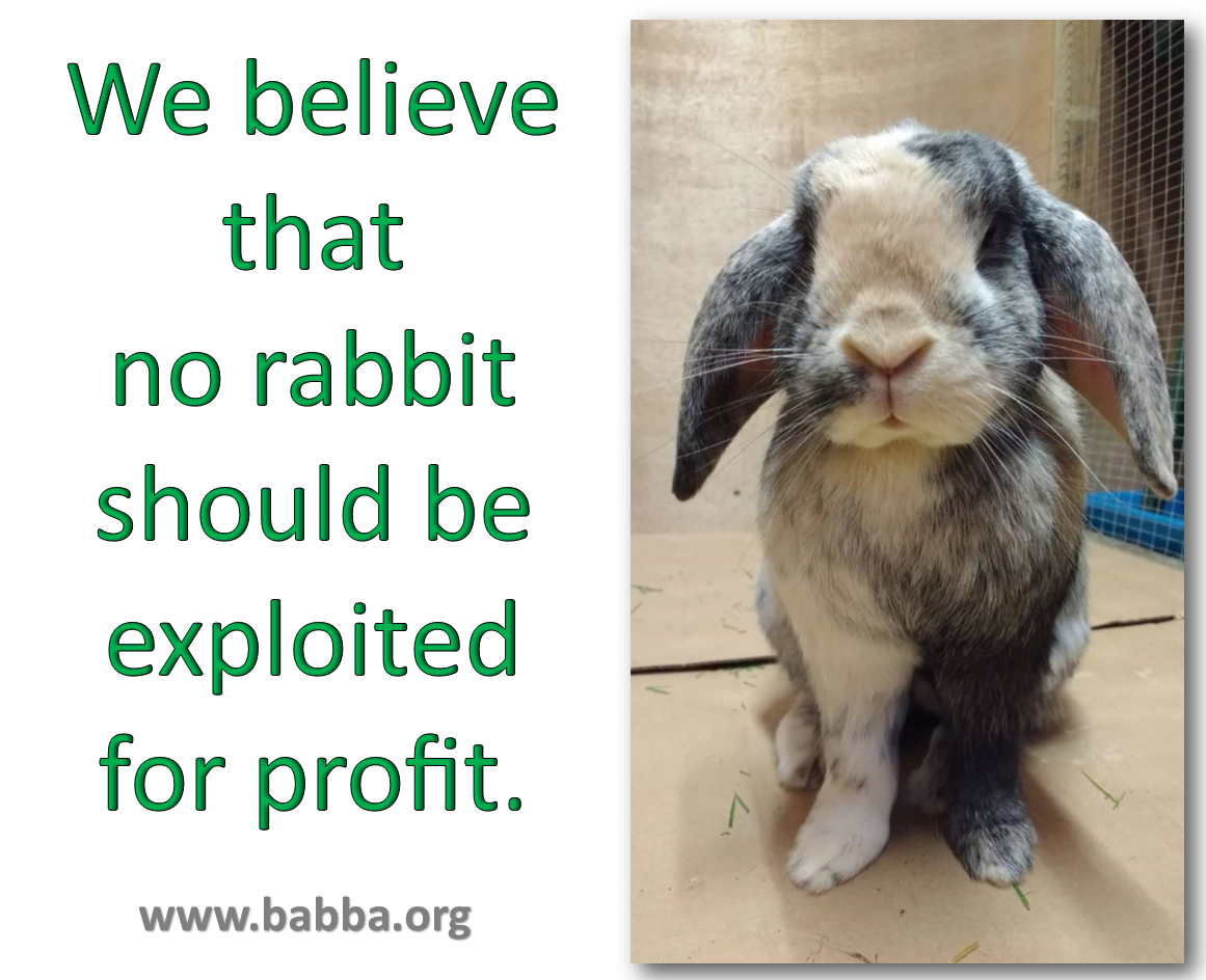 We believe that no rabbit should be exploited for profit